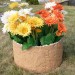 Цветник КАНЬОН купить в Сыктывкаре